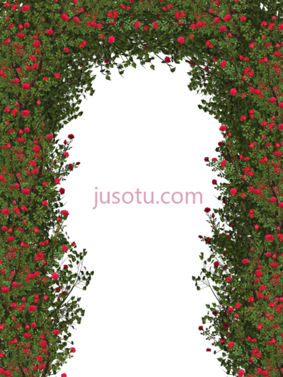 玫瑰灌木,rose bush flower shrub PNG
