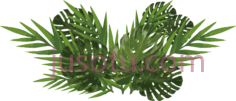 水彩植物叶子, PNG