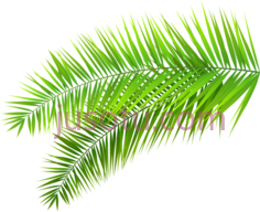 热带棕榈树叶,tropical leaves PNG