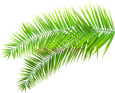 热带棕榈树叶,palms leaf plants green PNG