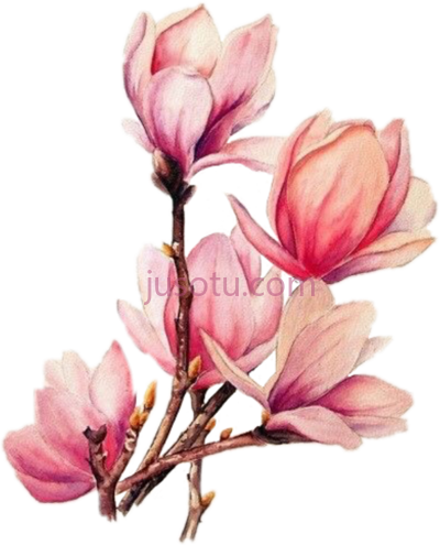 水彩花束,boquet bouquet watercolor watercolour flowers PNG