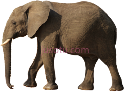 大象,elephant PNG