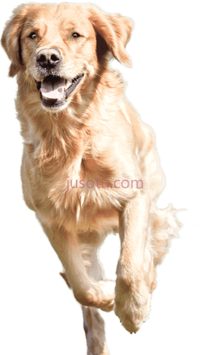 狗,dog running PNG