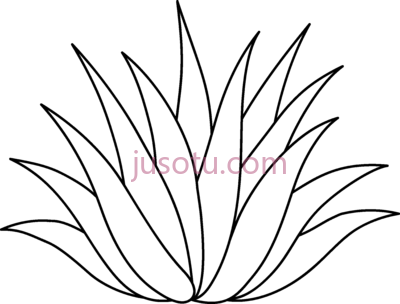 龙舌兰,agave plant PNG