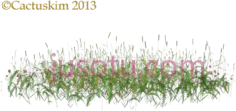 野花野草PNG