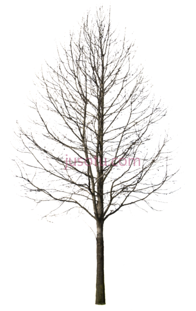 冬季树木松树,winter trees pine cutout PNG