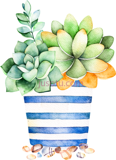 多肉,blue striped flower pot cartoon succulent plant watercolor PNG