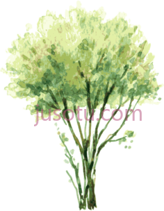 油漆树PNG
