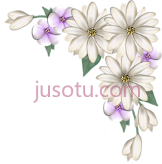 雏菊花,daisy flower corner border PNG