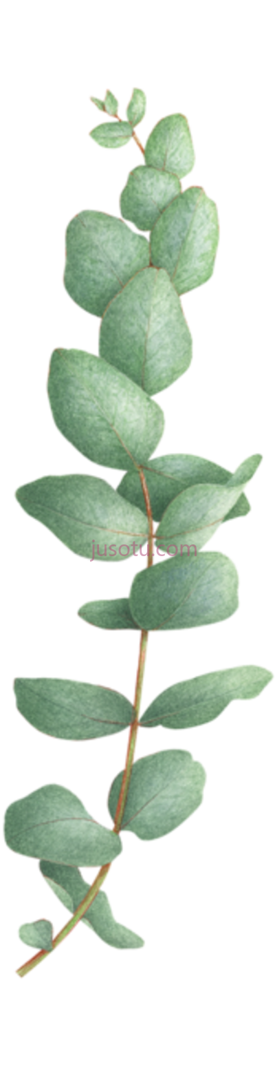 树,eucalyptus cinerea PNG