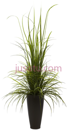 植物花瓶PNG