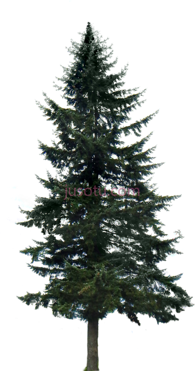松树,pine trees PNG