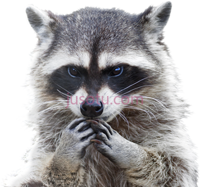 浣熊,raccoon hands on its face PNG
