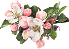 花,green apple PNG