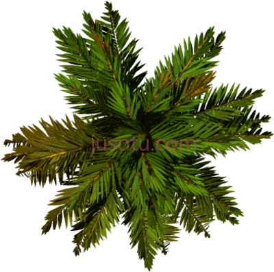 棕榈树,tree plan view palm PNG