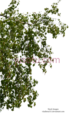 桦树枝,植物,植被,草木 PNG