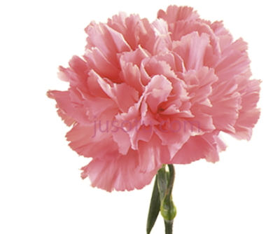 粉色康乃馨,pink carnation flower seeds PNG