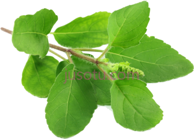 郁金香叶,tulsi leaves PNG