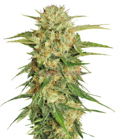 大麻,cannabis plant PNG