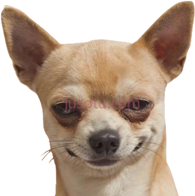 狗,dog funny and chihuahua PNG