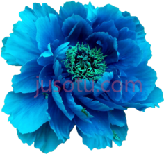 蓝牡丹花, PNG