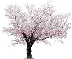 樱花树,sakura PNG