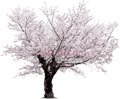 樱花树,cherry blossom tree PNG