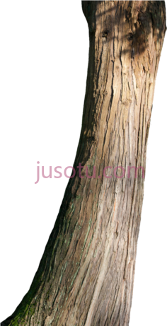 树干PNG