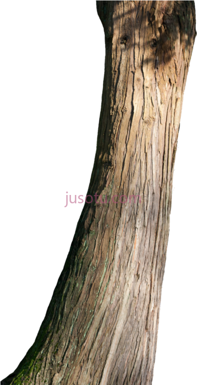 树干,tree trunk PNG