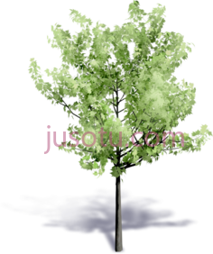 树PNG