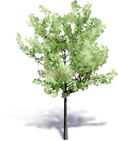 树,generic summer tree building information modeling PNG