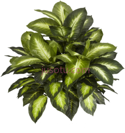 室内植物,indoor plants PNG