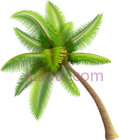 绿棕榈树PNG
