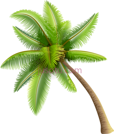 绿棕榈树,green palm tree PNG