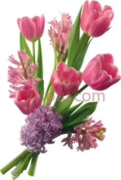 郁金香PNG