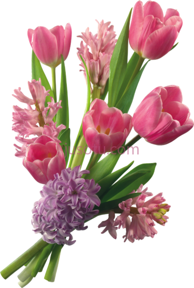 郁金香,related flowers bouquet tulips PNG