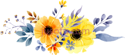 雏菊花,daisy flower PNG