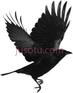 乌鸦飞PNG