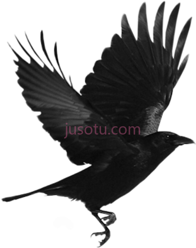 乌鸦飞,flying raven PNG