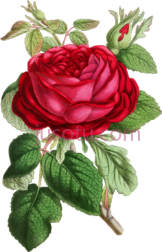 玫瑰花水彩,red roses PNG