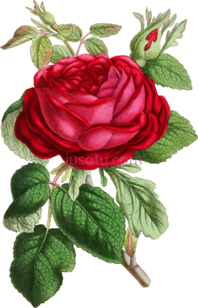 玫瑰花水彩,rose flower floral watercolor painting PNG