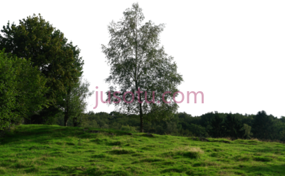 树,trees PNG