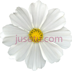 白花,daisy flowers PNG