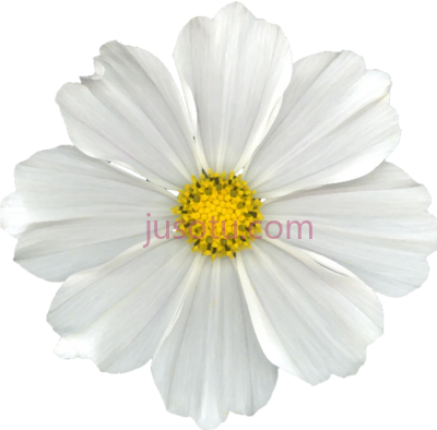 白花,white flower PNG