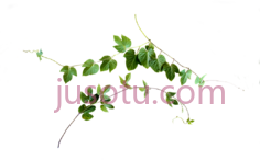 藤蔓PNG