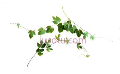 藤蔓,vine black and white PNG