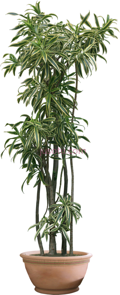 室内植物,house plant PNG