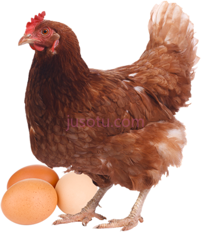 蛋鸡,gallinas ponedoras PNG