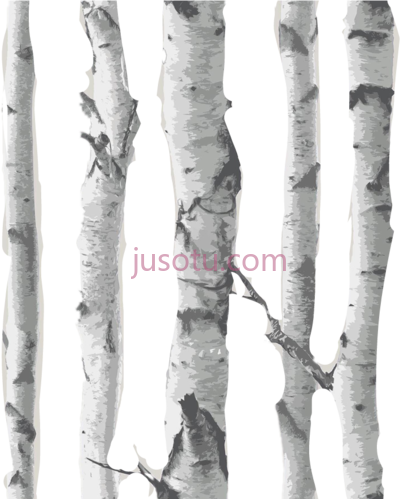 桦木,overlay matches birch woods PNG