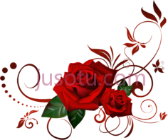 玫瑰PNG